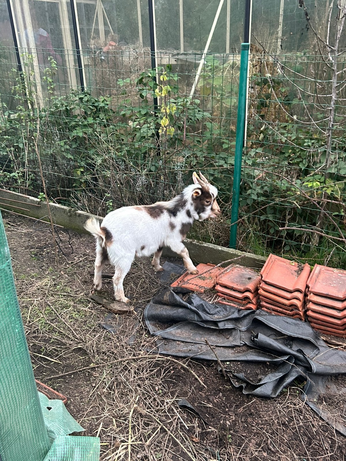 2 Geiten, Dieren en Toebehoren, Mannelijk, Geit, 0 tot 2 jaar