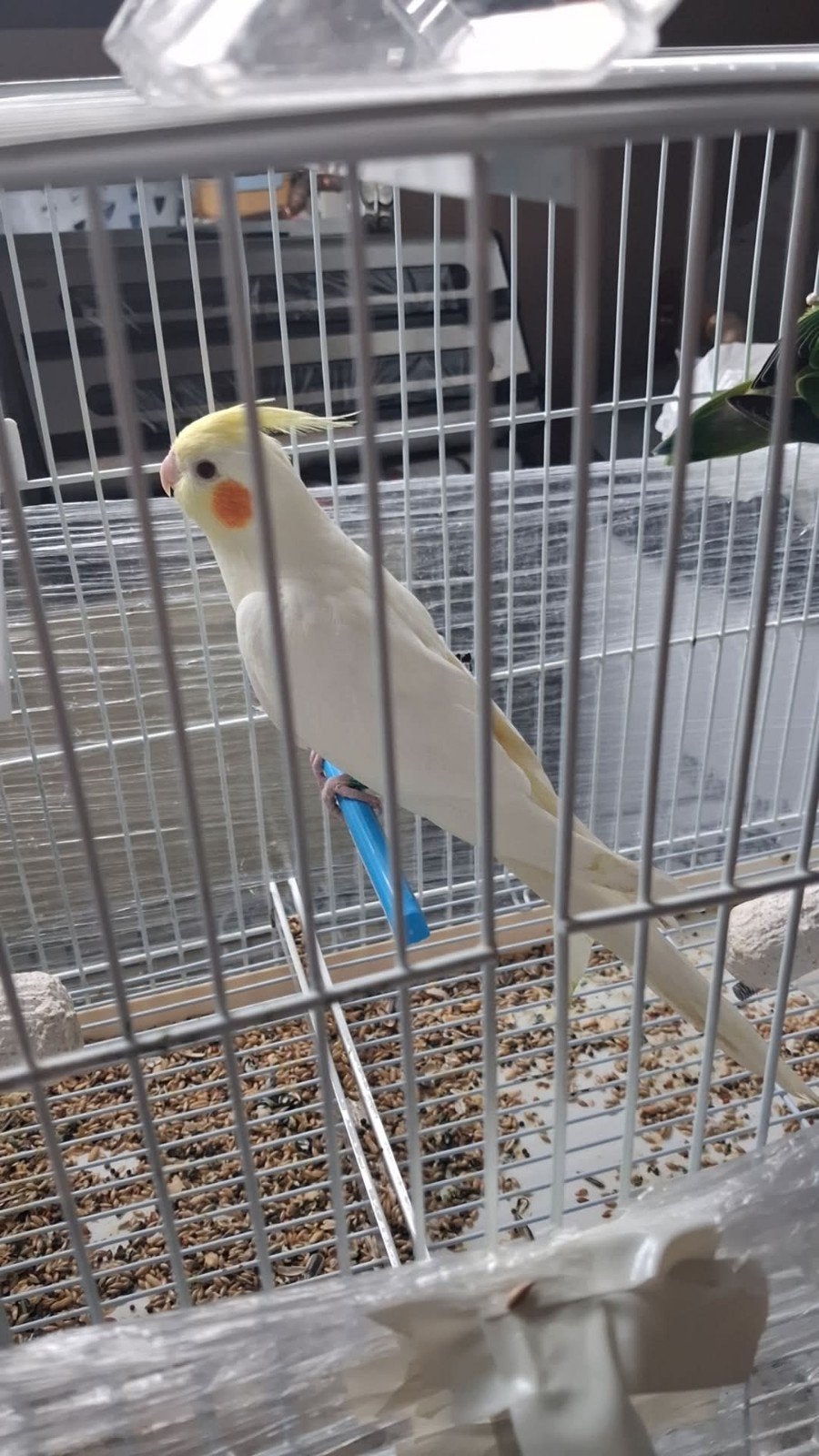 Valkparkiet te koop – Prijs: €30
 Het geslacht is onbek, Animaux & Accessoires, Sexe inconnu, Perruche, Bagué