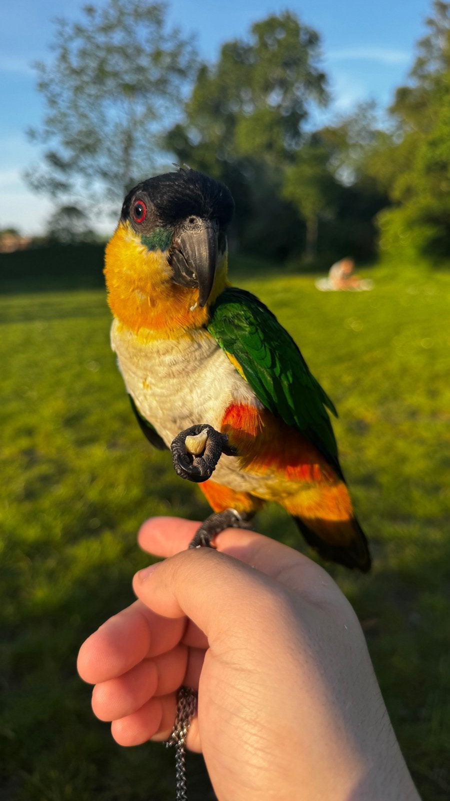 Handtamme Zwartkop caique 2025 man, Dieren en Toebehoren, Mannelijk, Papegaai, Pratend