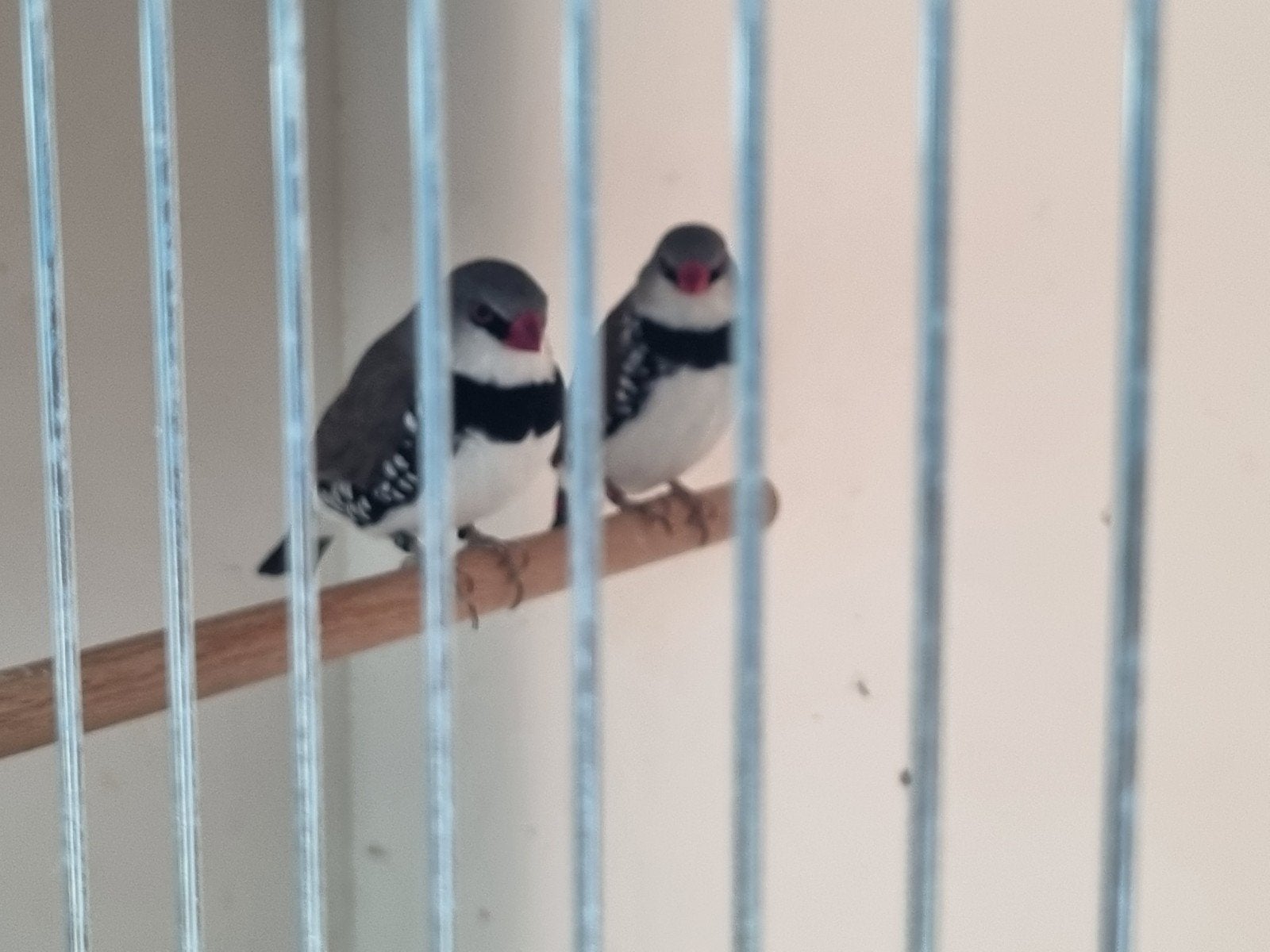 kpl diamantvinken, Plusieurs animaux, Oiseau tropical