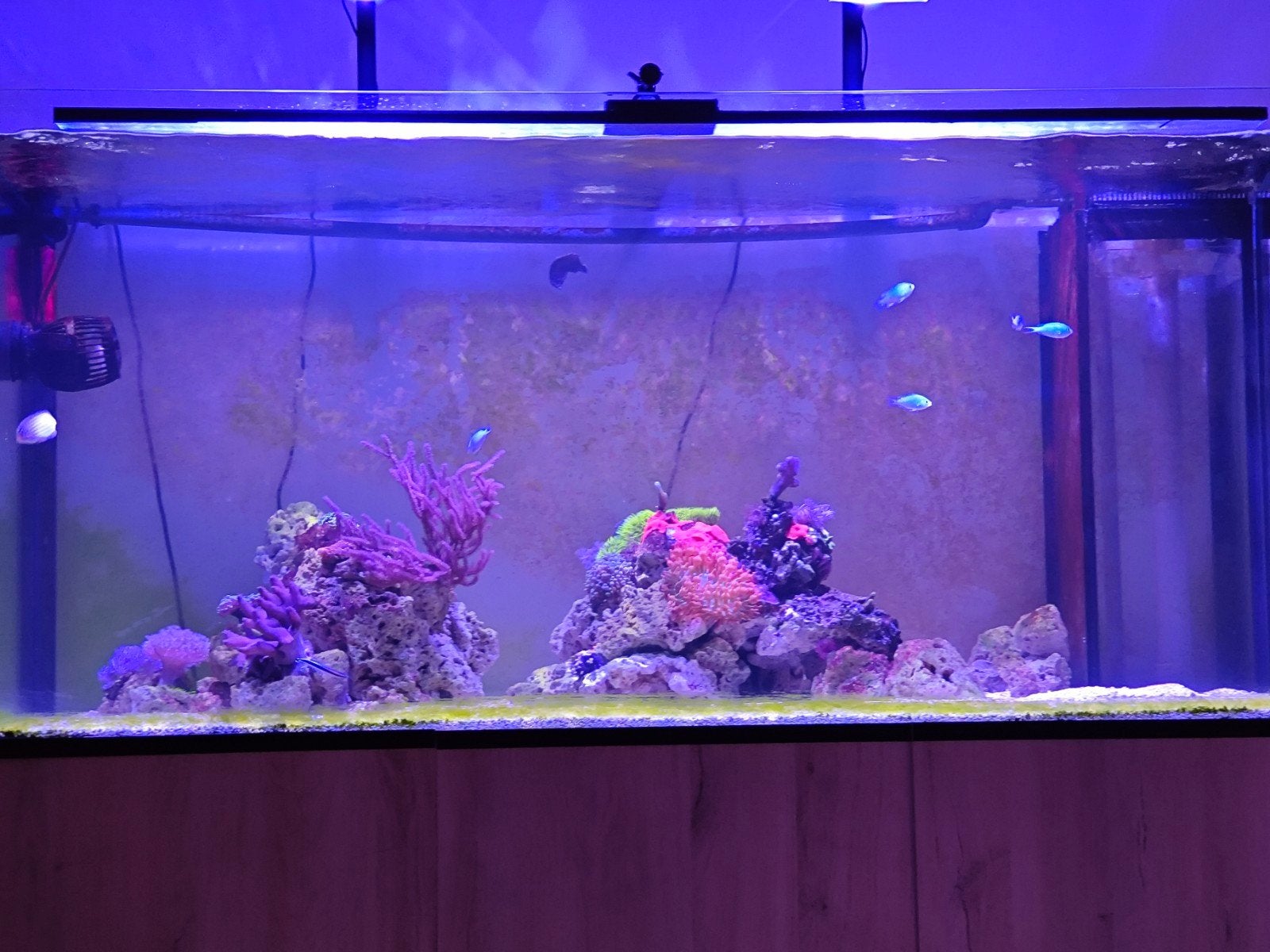 gezocht vissen voor zeeaquarium, Dieren en Toebehoren, Vis, Zoutwatervis