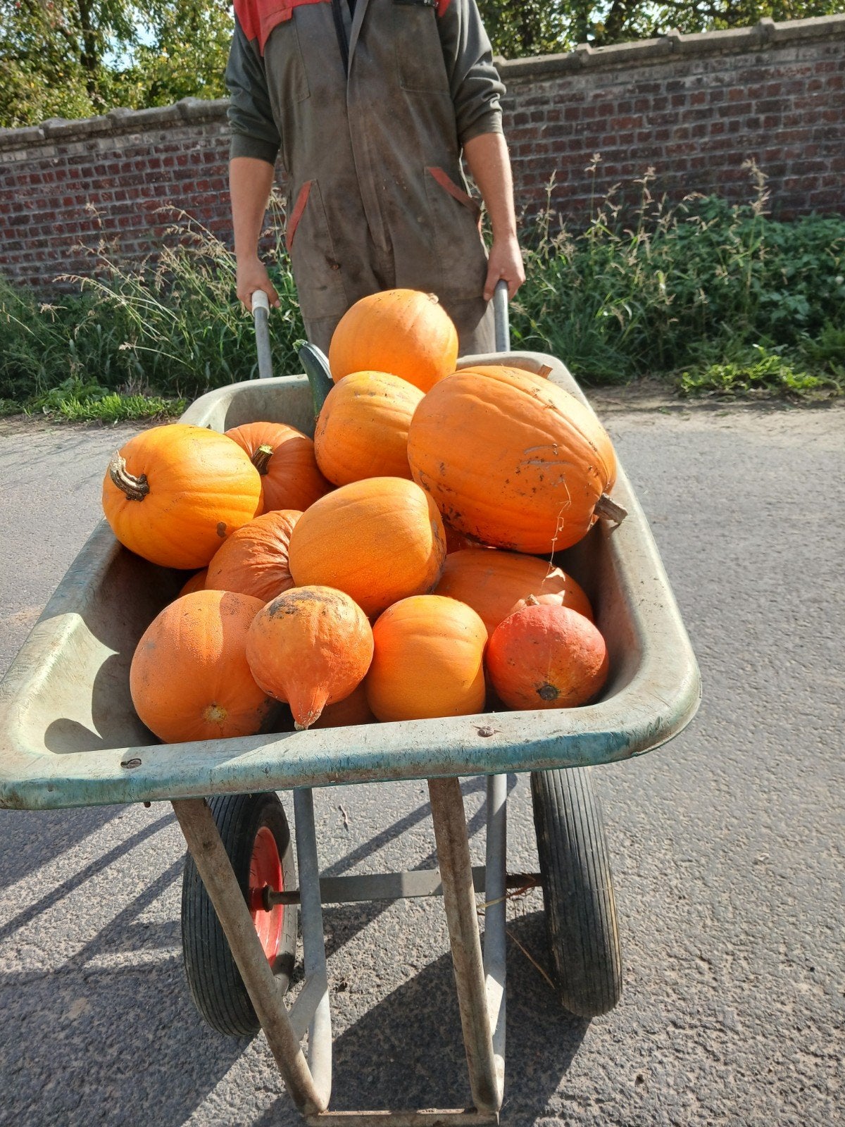 pompoenen te koop, Enlèvement, Neuf