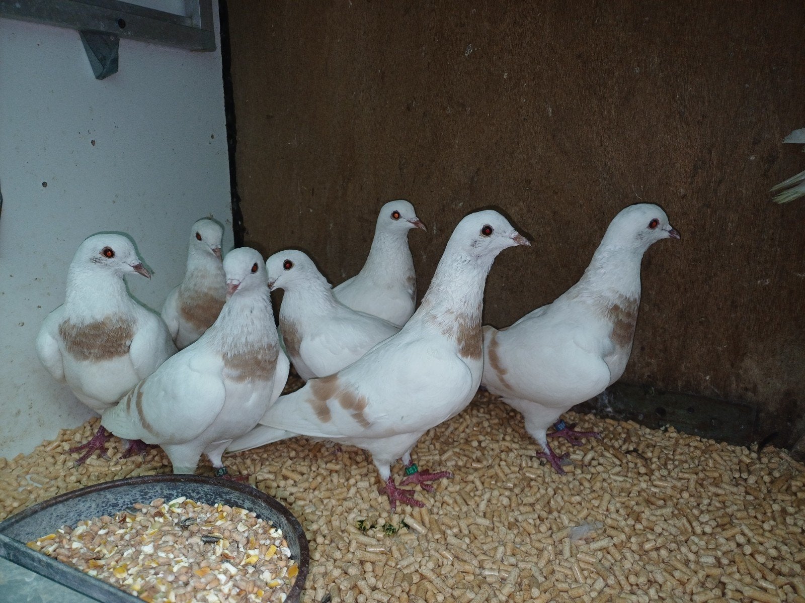 maan duiven. per stuk €5, Dieren en Toebehoren, Vogels | Duiven