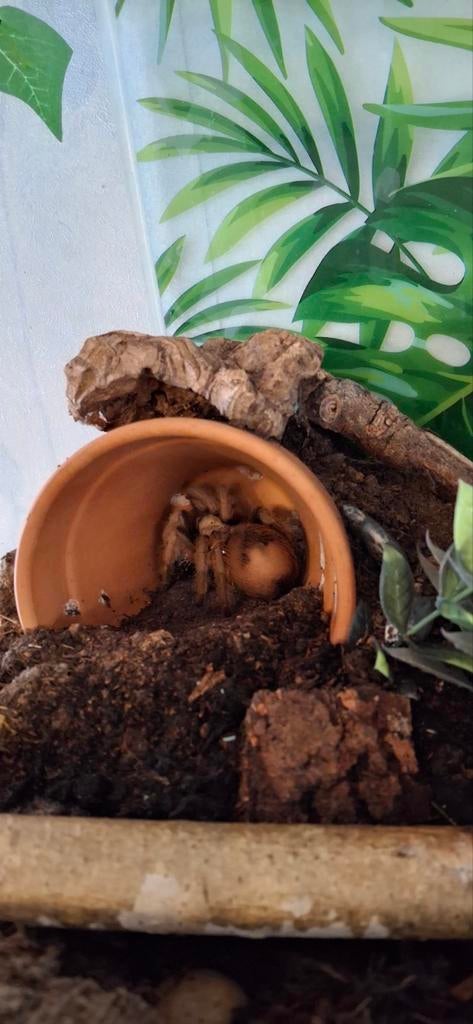 Calcodes met terrarium, Met terrarium