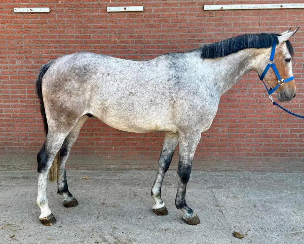 Paard GEZOCHT, Merrie, Springpaard, Met stamboom, 3 tot 6 jaar