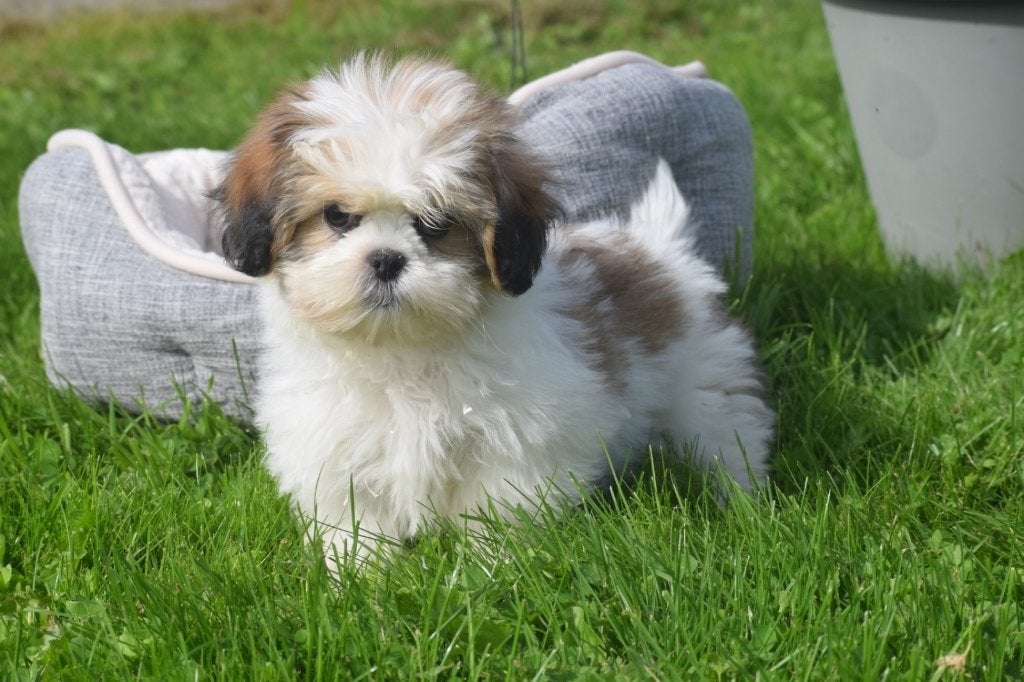 Shih-tzu pups nieuw nestje, 15 weken tot 1 jaar, Overige rassen, Buitenland, CDV (hondenziekte)