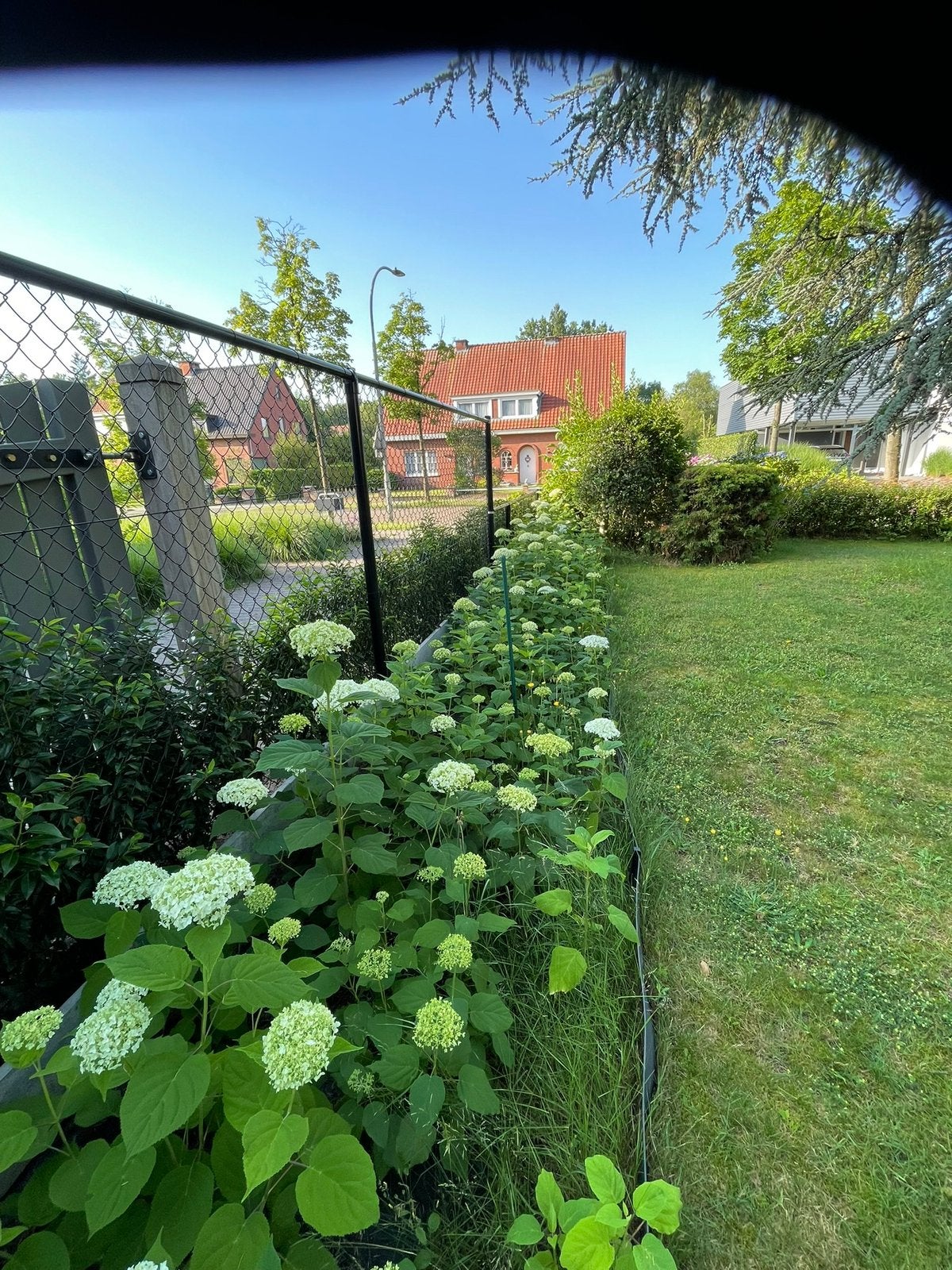 Hydrangea arborescens 'Annabelle',, Jardin & Terrasse, Bacs à fleurs & Jardinières, Neuf, Autres matériaux, Jardin, 30 à 60 cm