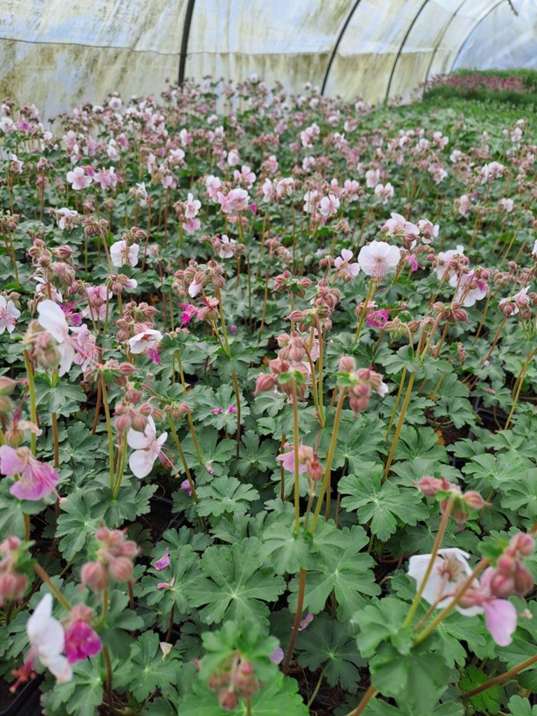 Geranium biokovo, Tuin en Terras, Ophalen