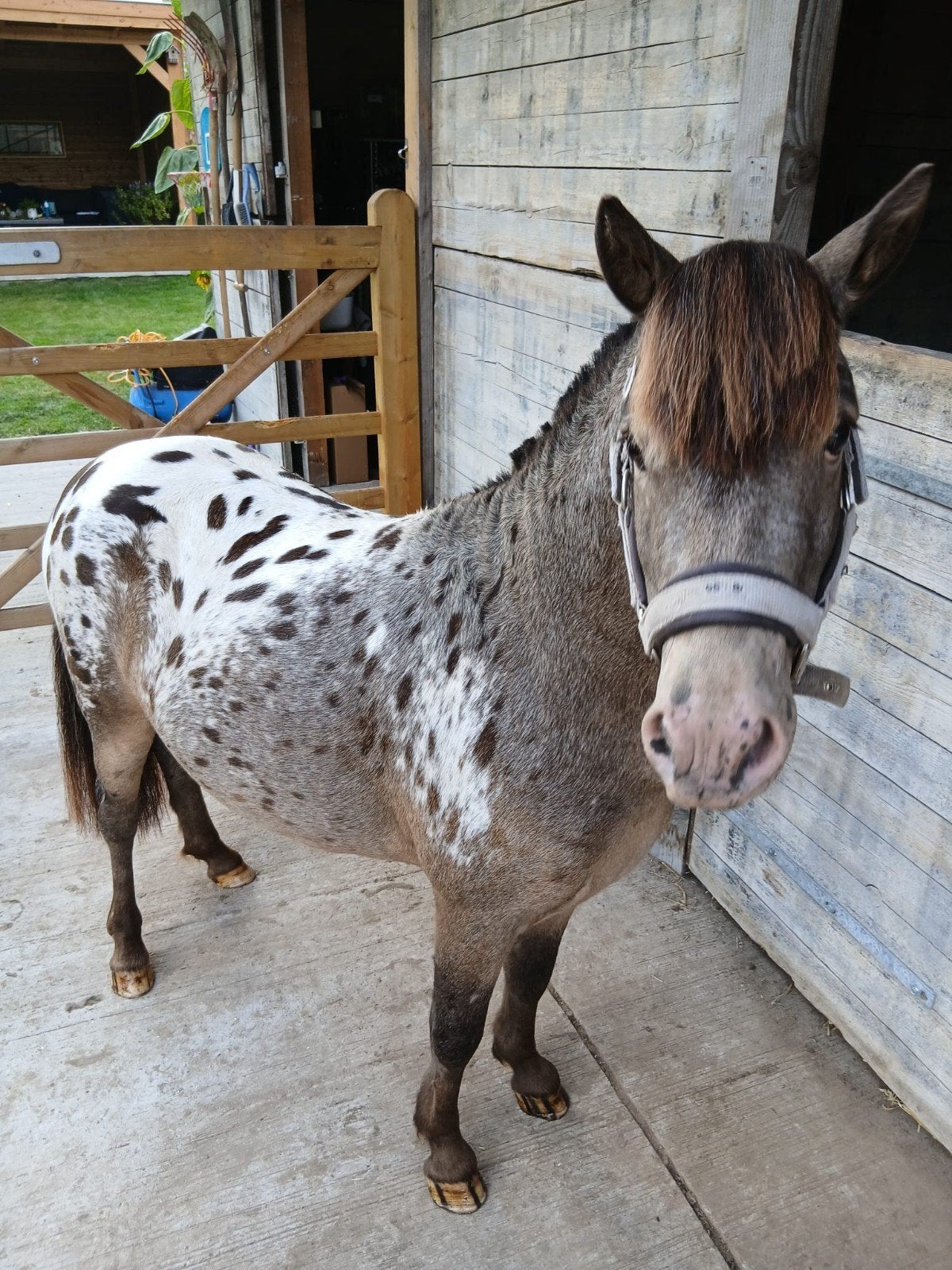 Dekhengst mini appaloosa, Étalon, Avec pedigree, 3 à 6 ans