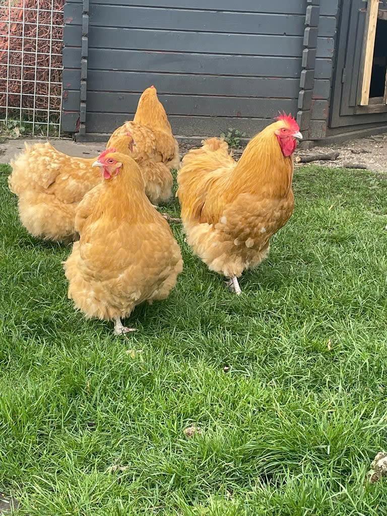Nog enkele orpington kuikens beschikbaar, Dieren en Toebehoren, Pluimvee