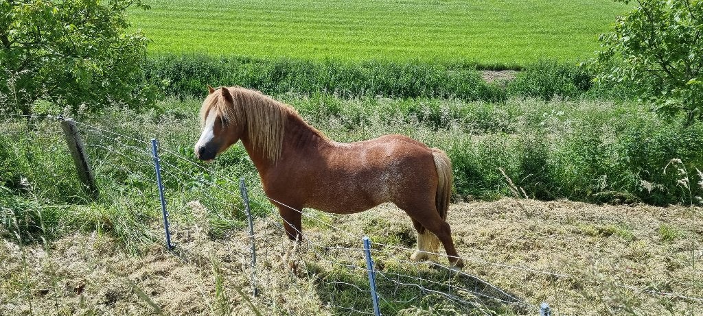 Schitterende goedfokkende brave sabinovos Welsh A dekhengst., Dieren en Toebehoren, Met stamboom, Hengst, 3 tot 6 jaar, B pony (1.17m tot 1.27m)