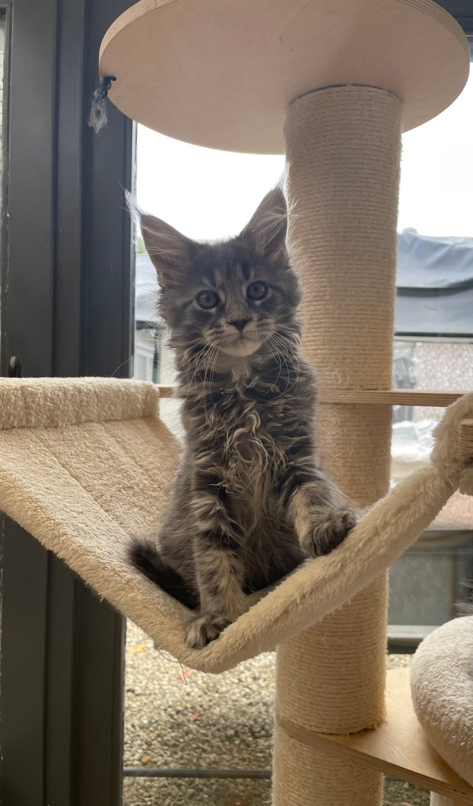 Maine coon, Plusieurs animaux, Avec pedigree, 0 à 2 ans