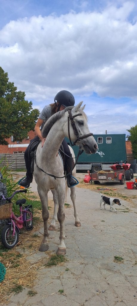 Mega leuke C pony, Dieren en Toebehoren, Pony's, Met stamboom, Ruin, Springpony, Zadelmak