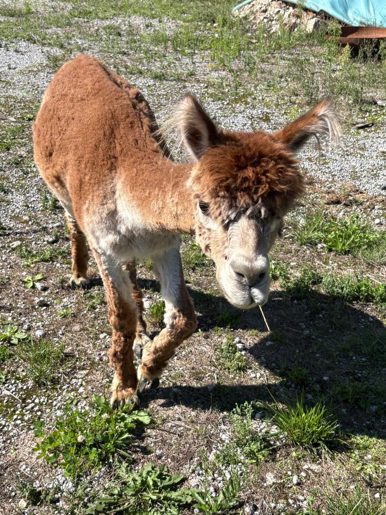 Alpaca hengst kindvriendelijk, Animaux & Accessoires, Moutons, Chèvres & Cochons, Mâle, Porcs, 3 à 5 ans