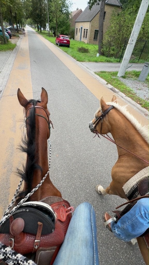 22 jarige haflinger zoekt nieuwe thuis, Animaux & Accessoires, 11 ans ou plus, Débourré, Moins de 160 cm, Cheval de récréation