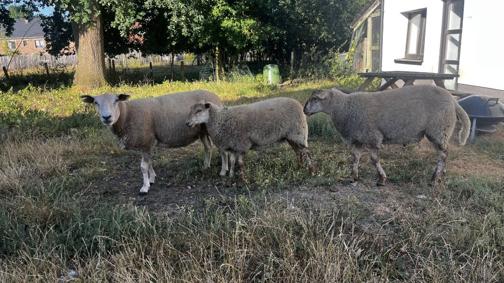 1 agneau mâle et 1 femelle à vendre, croisés Ardennes Voskop, Plusieurs animaux, Mouton, 0 à 2 ans