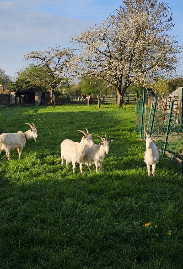 Chevres laitière blanche Saanen, Femelle, Chèvre, 0 à 2 ans