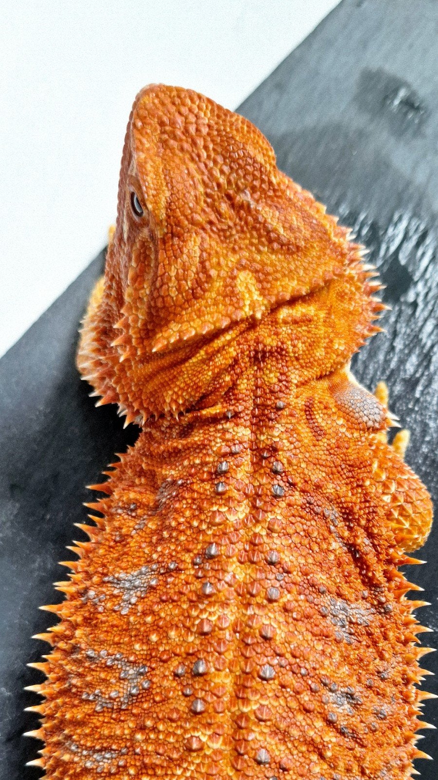 Orange Hypo het. Trans/Albino T+ purple bar Baardagaam vrouw