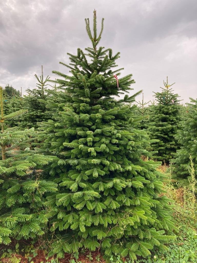 Arbres de Noël et haies à feuilles persistantes, Enlèvement