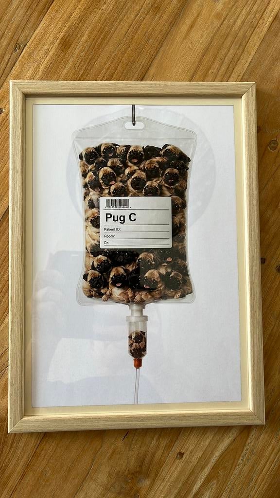 Cadre unique 'Pug C' (carlin) 297x210, Maison & Meubles, Accessoires pour la Maison | Cadres, Neuf, Enlèvement ou Envoi