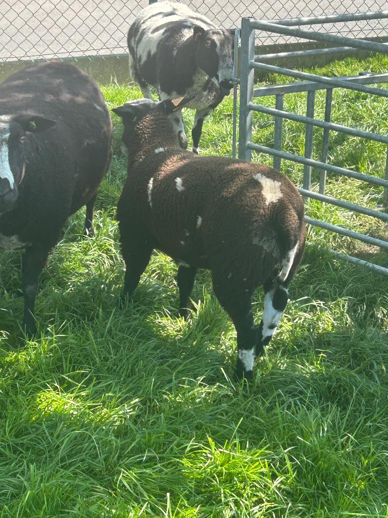 Baggerbont ramlam, Dieren en Toebehoren, Mannelijk, Schaap, 0 tot 2 jaar