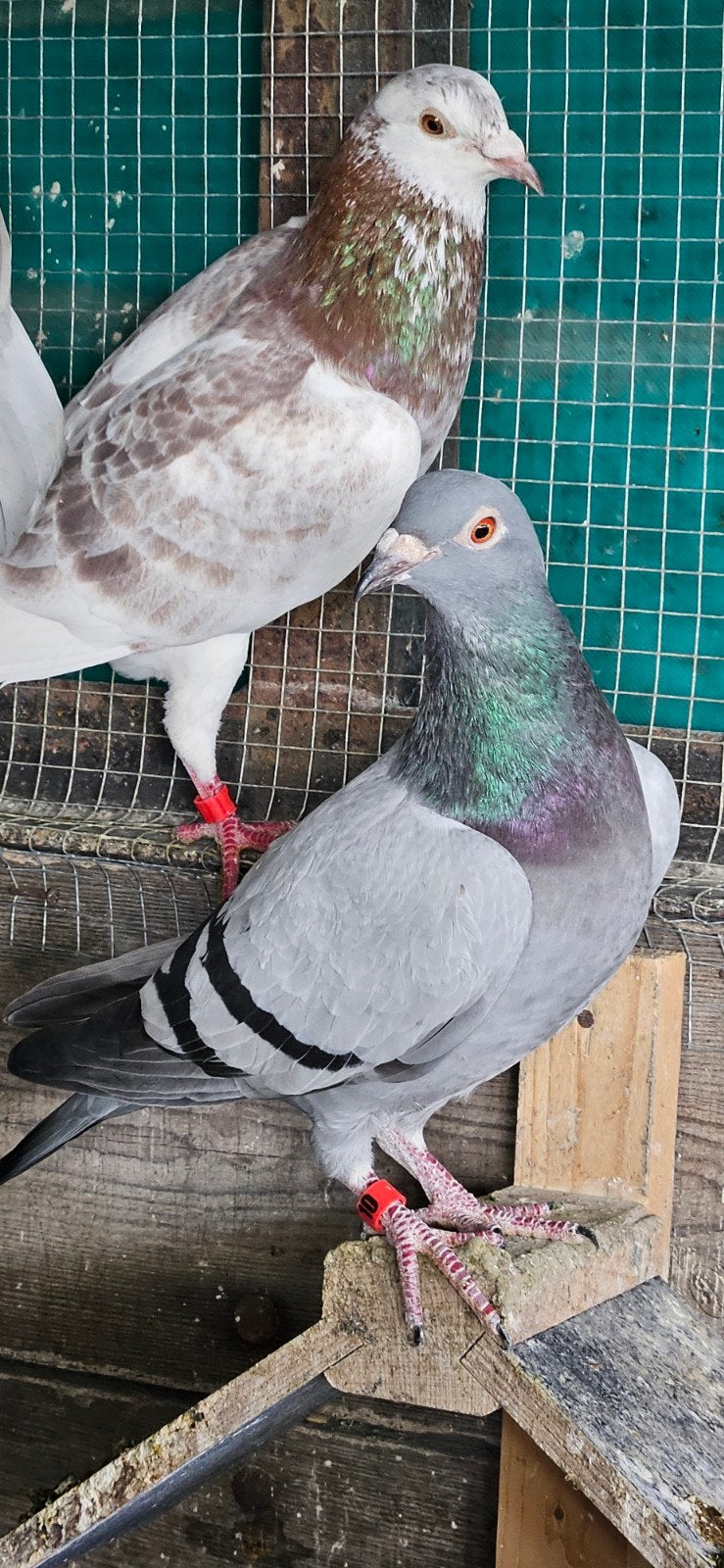 2 koppels en 6 jonge postduiven voor 75 samen ( ongeringd)