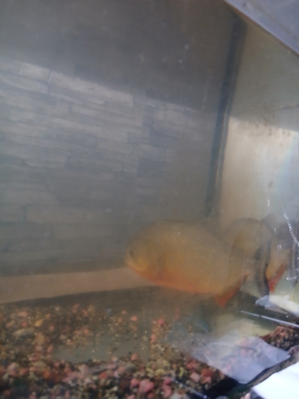 red belly piranha, Dieren en Toebehoren