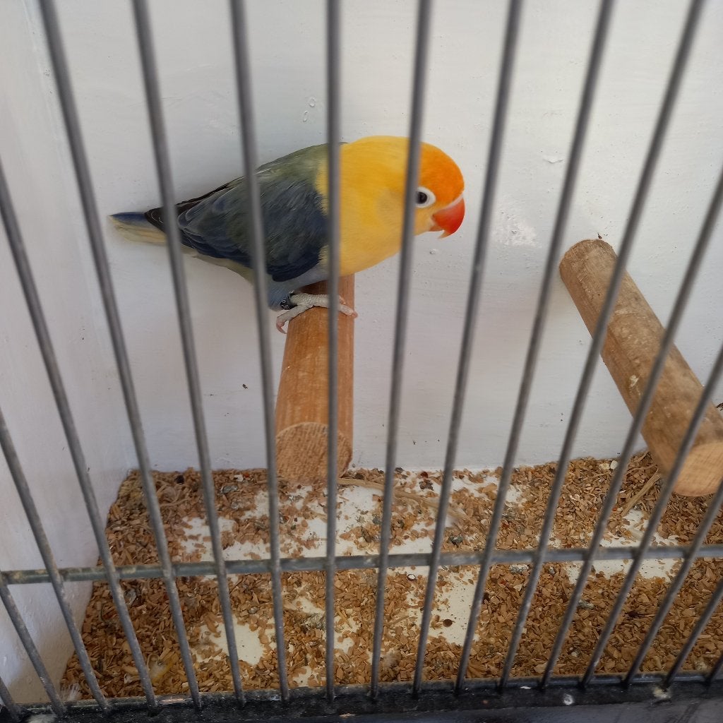 Fischeri, Dieren en Toebehoren, Dwergpapegaai of Agapornis, Geringd