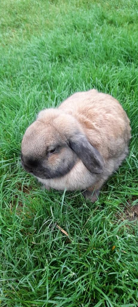 Super mooi nederlandse hangoor, Dieren en Toebehoren, Hangoor