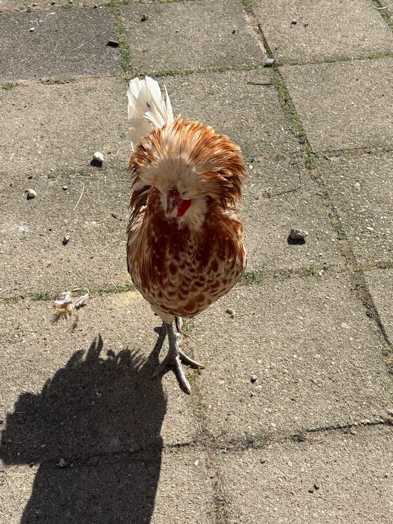 Padua haan, Dieren en Toebehoren, Mannelijk, Kip