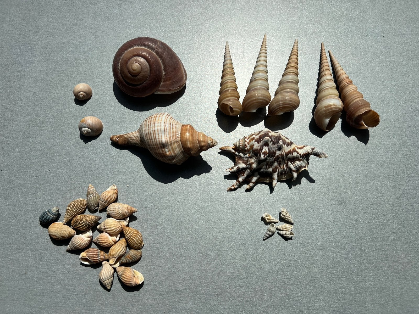 Lot de coquillages, Collections, Enlèvement, Utilisé