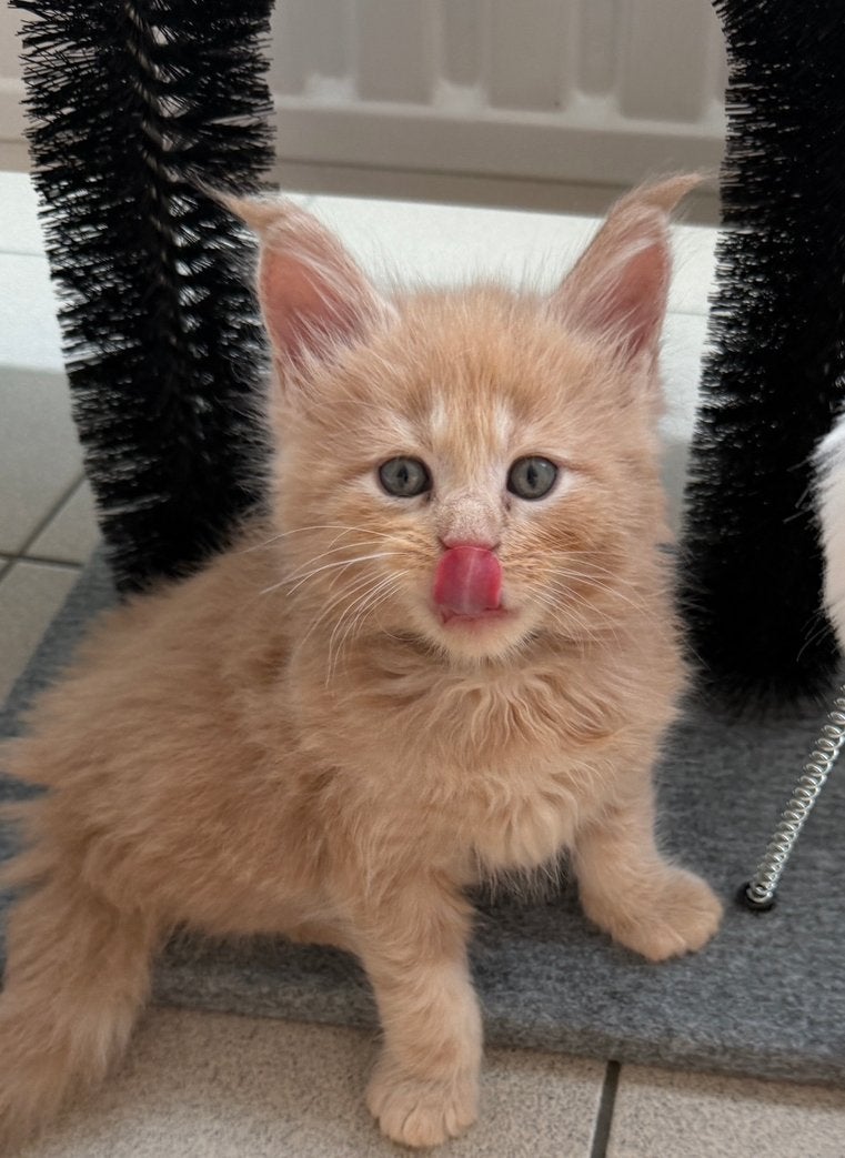 Prachtige Maine Coon kittens, Dieren en Toebehoren, Geslacht onbekend, Gechipt, 0 tot 2 jaar