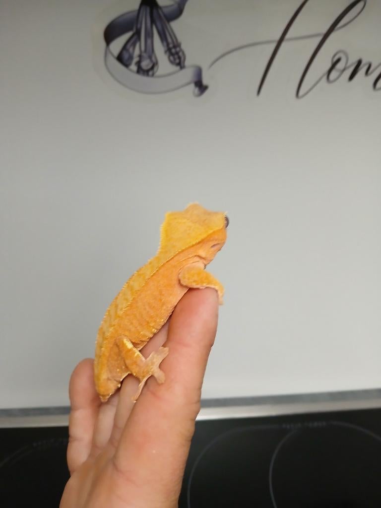 Jonge wimper gecko's en 2 vrouwelijke en mannelijke wimpers., Lézard, 0 à 2 ans