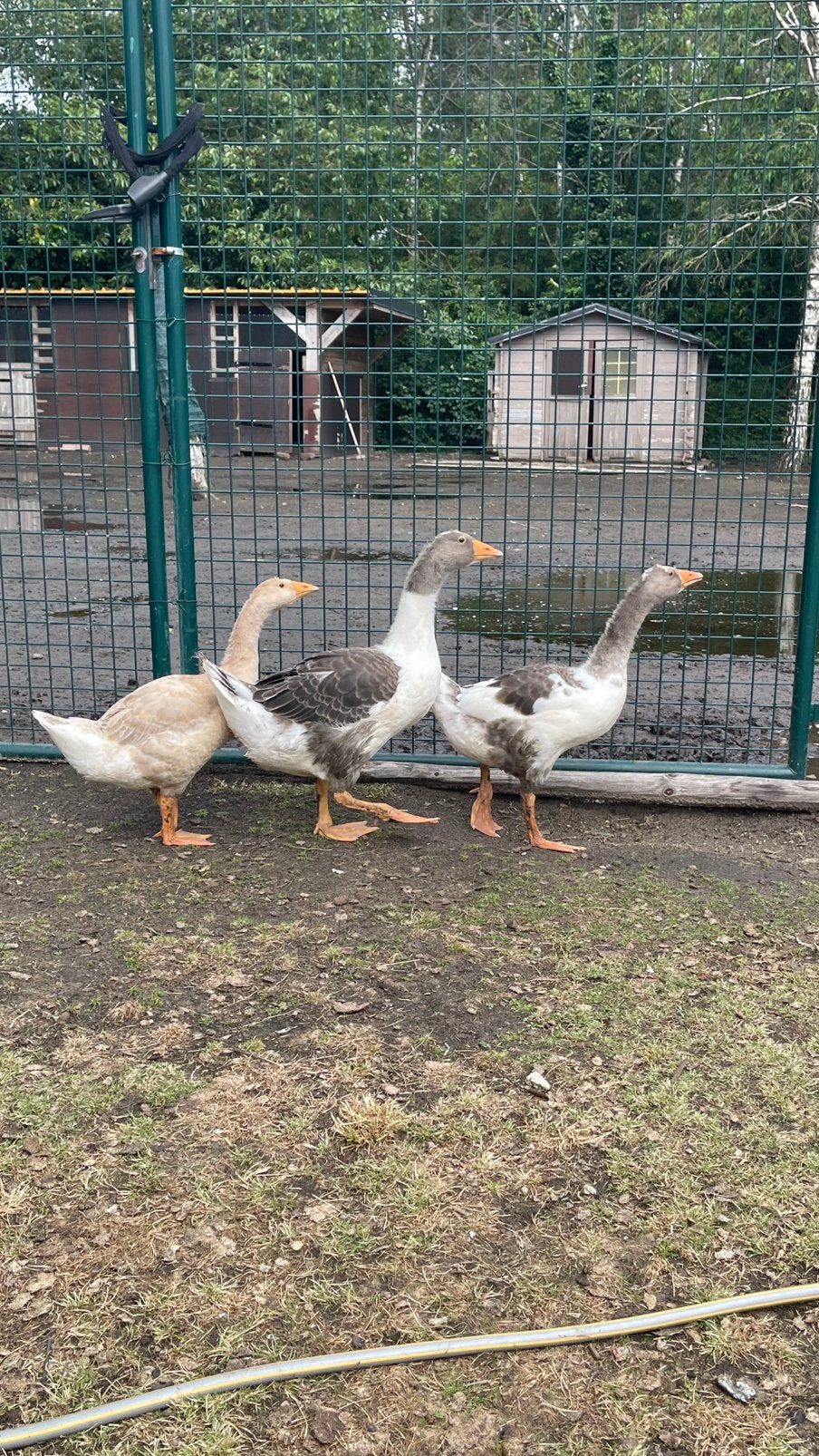 Ganzen, Dieren en Toebehoren, Geslacht onbekend, Gans of Zwaan