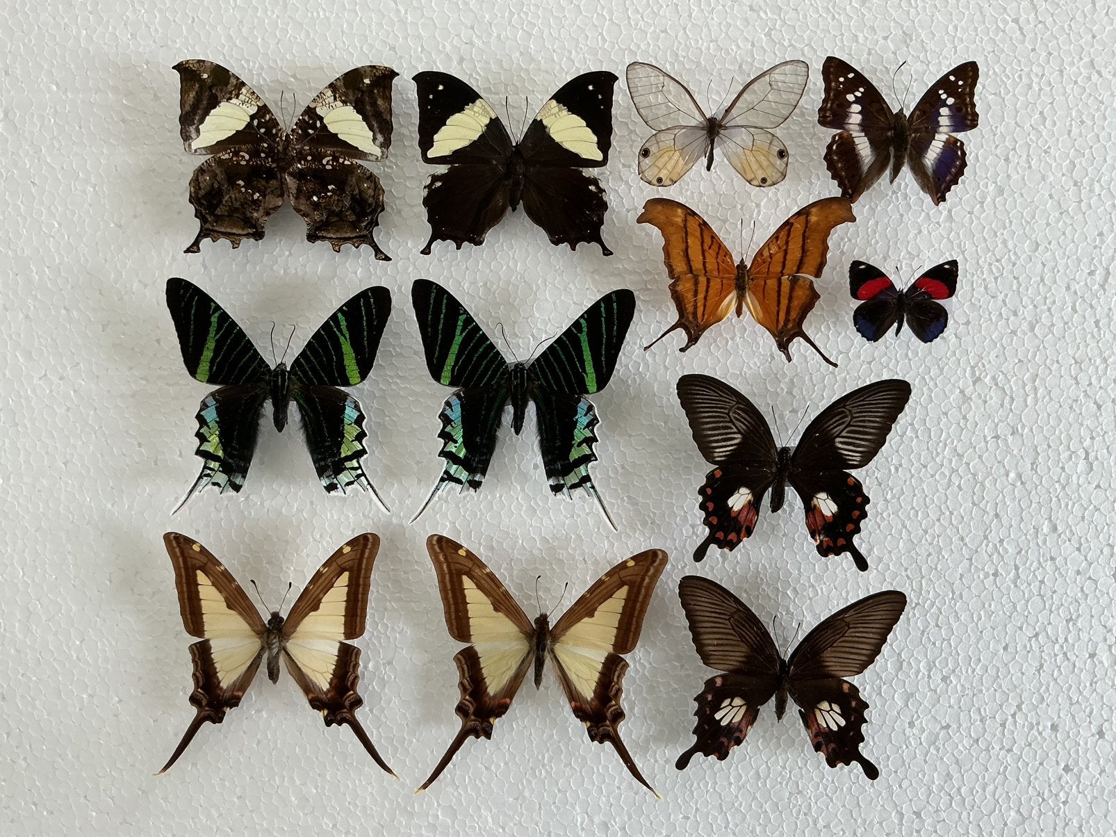 Vlinders voor collectie/ stolp/ kader