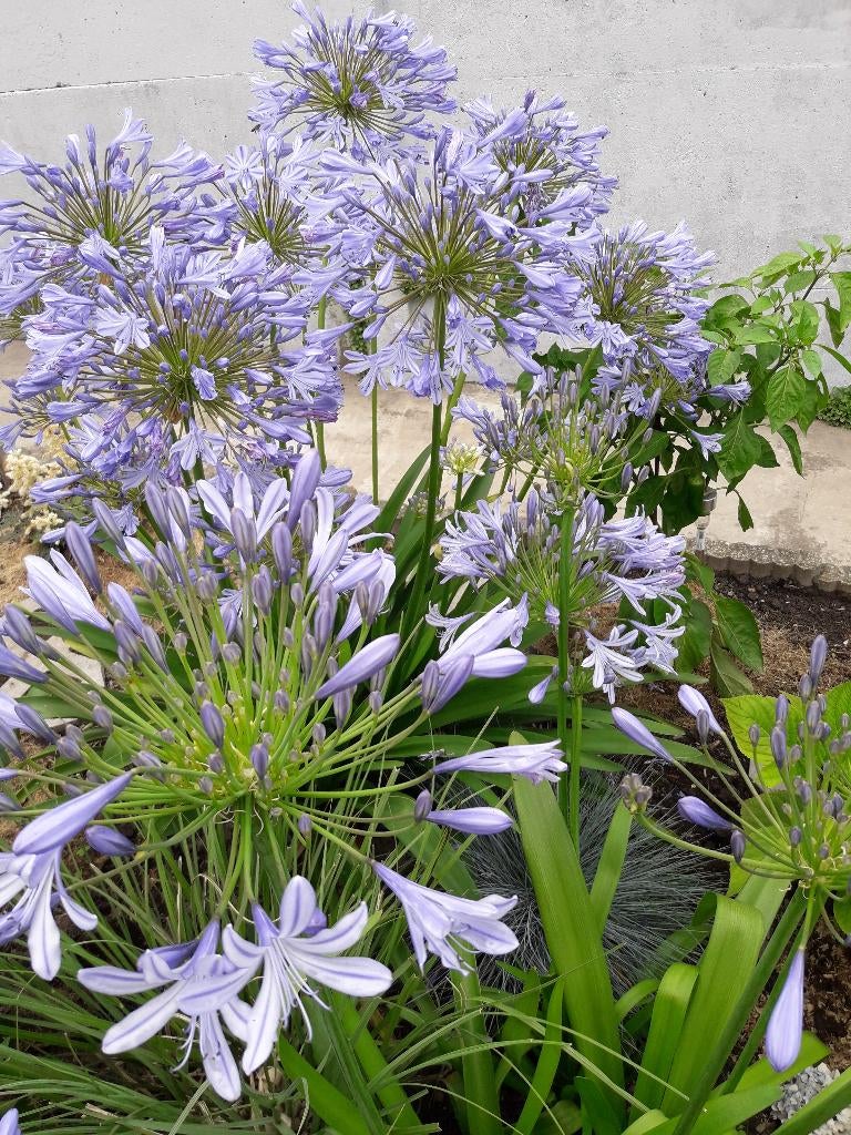 Blauwe agapanthus/25x40 pot/, Ophalen, Winter, Vaste plant, Halfschaduw