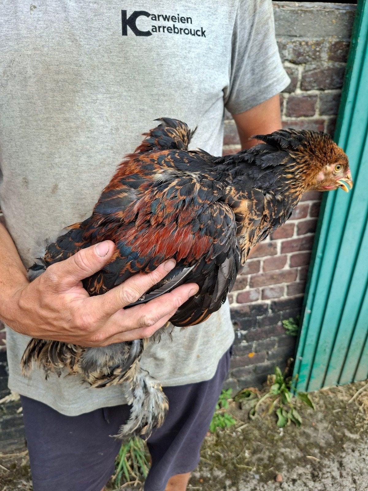 brahma goudpatrijs haantjes te koop, Dieren en Toebehoren