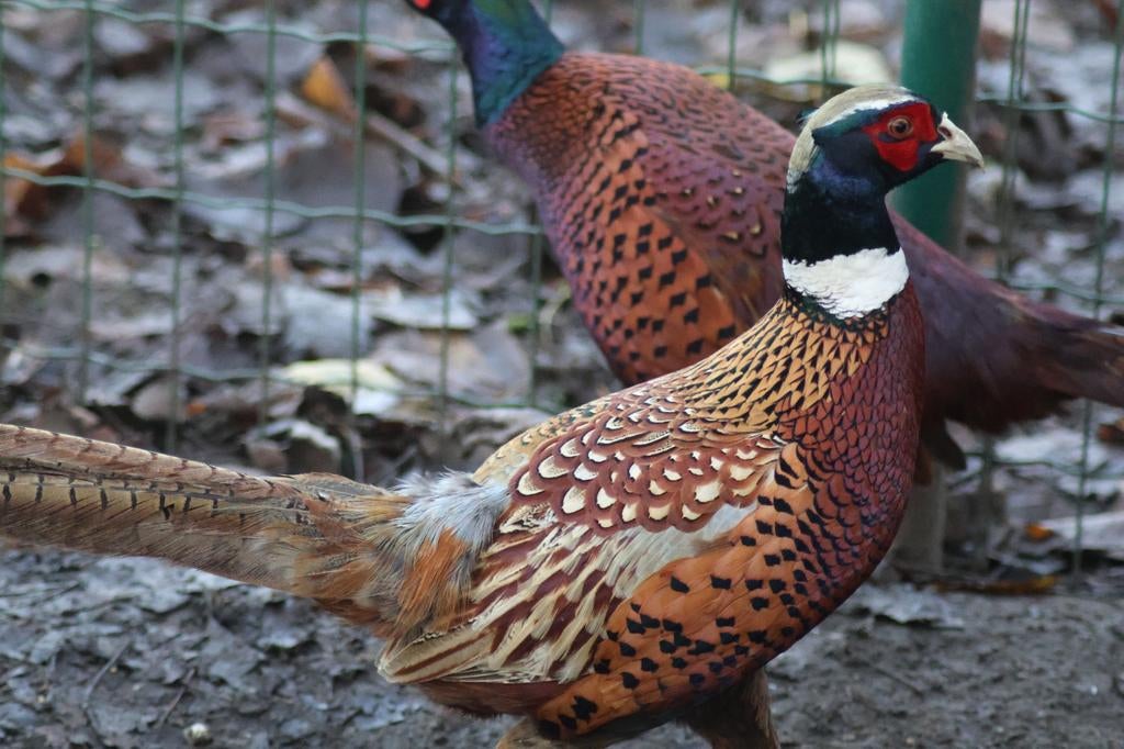 Bosfazant eieren, Dieren en Toebehoren