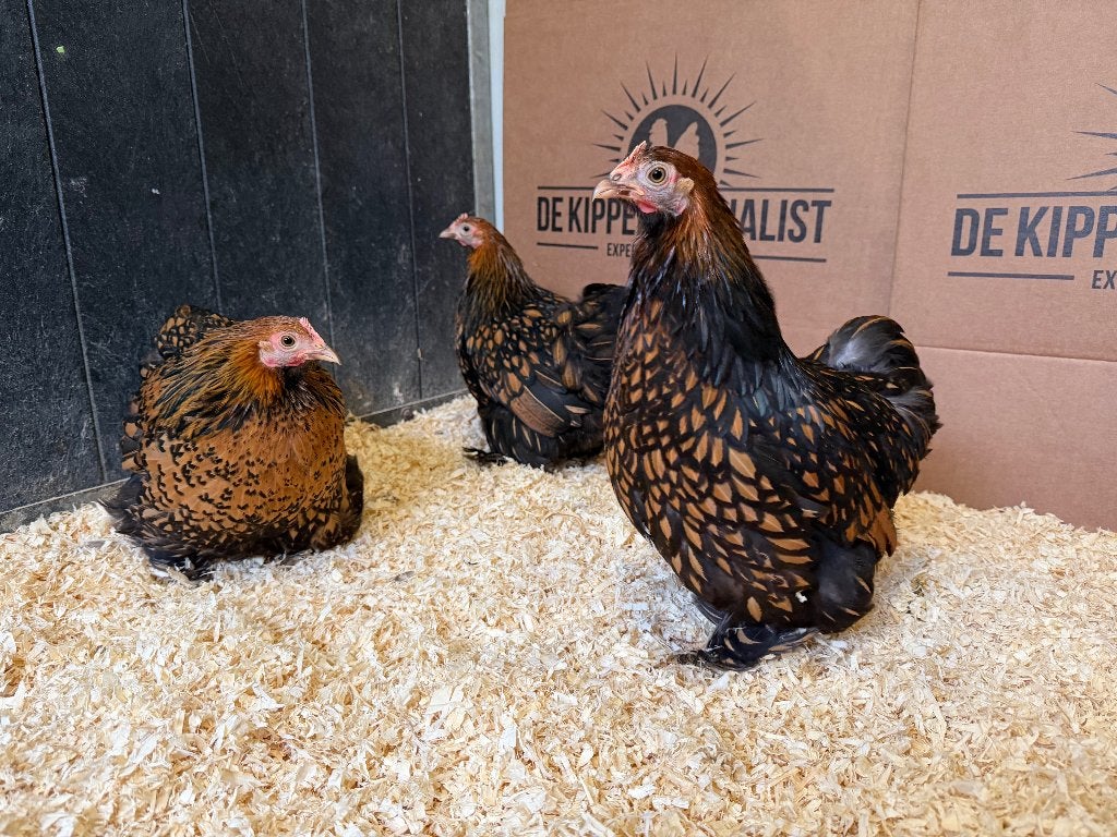 Jonge Cochin kriel goud zwart gezoomd gesekst en ingeënt, Femelle, Poule ou poulet