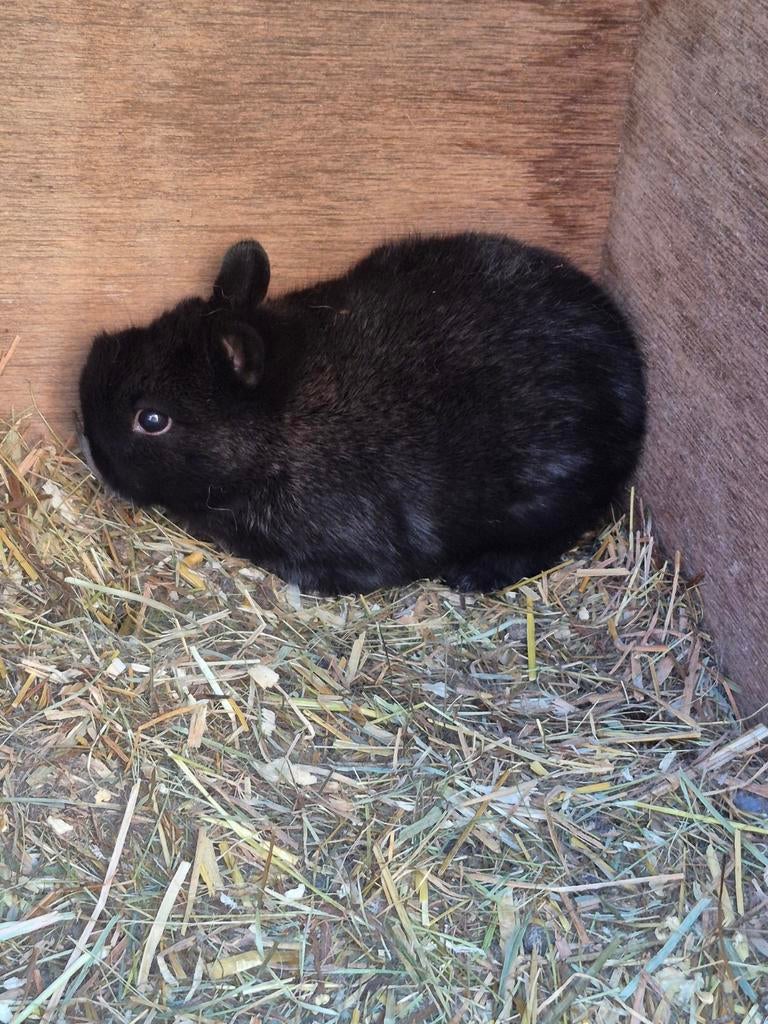 Mini dwergkonijntjes, Dieren en Toebehoren, Konijnen