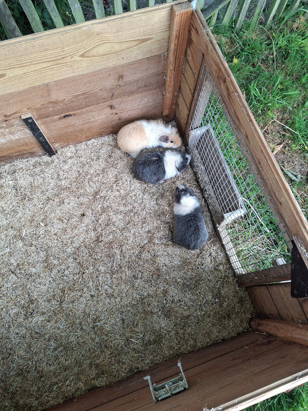 Rex beertjes, Dieren en Toebehoren, Knaagdieren, Maart, Mannelijk, Cavia
