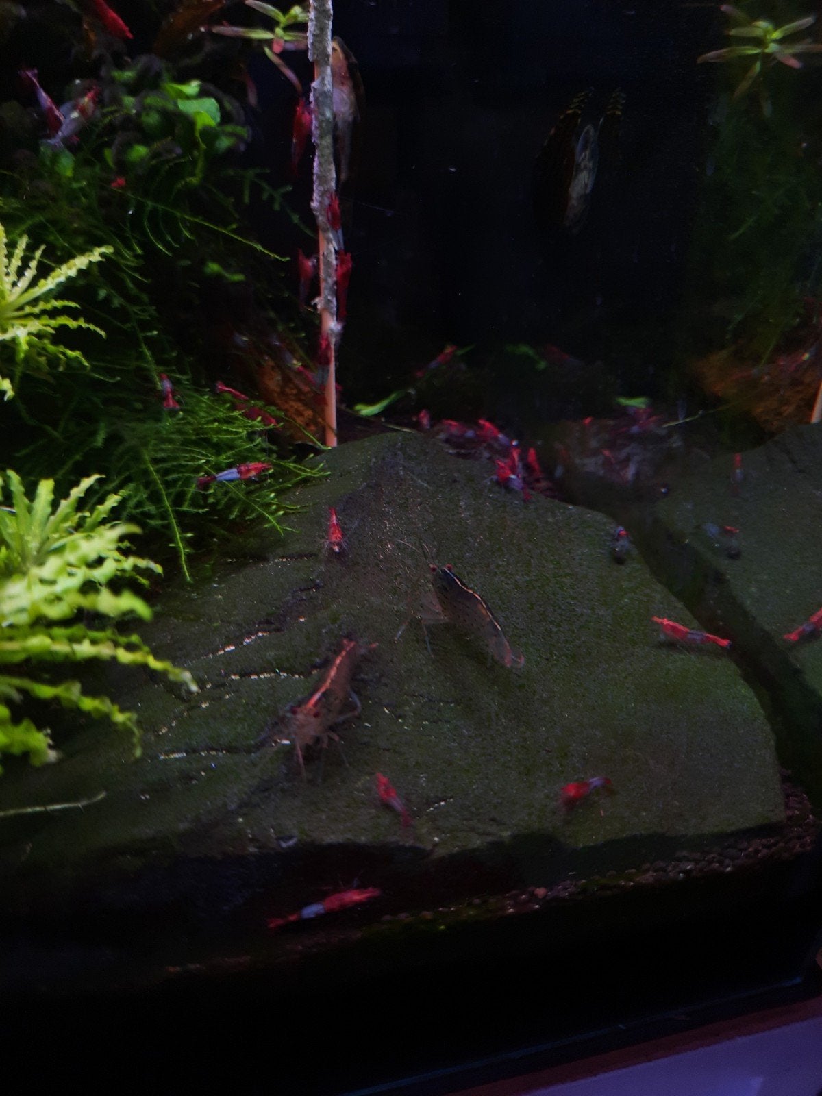 Red rili garnalen