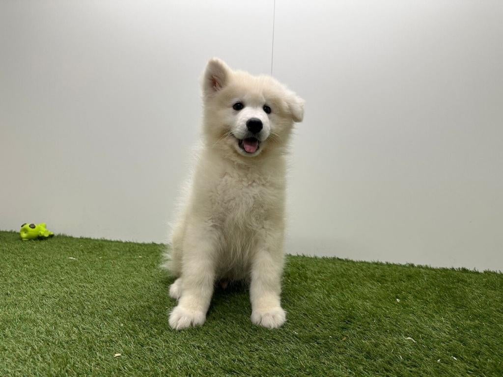 Chiots Samoyèdes, Loulou, Hépatite contagieuse (maladie de Rubarth), Plusieurs, Belgique
