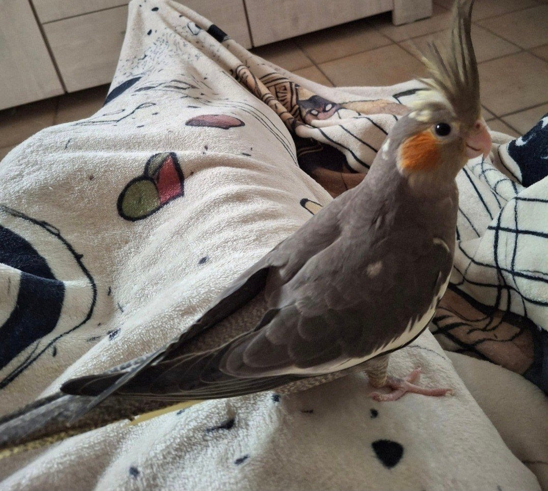 zeer tam en zeer lief Aalter