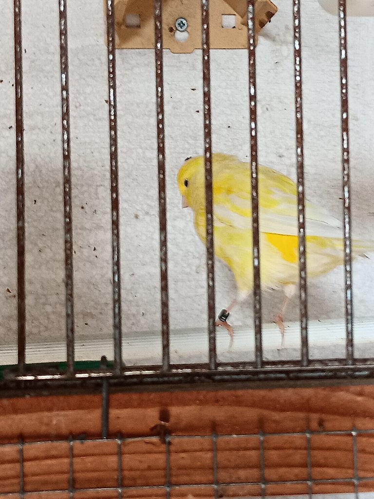Yorshire kanaries, Plusieurs animaux, Canari de posture
