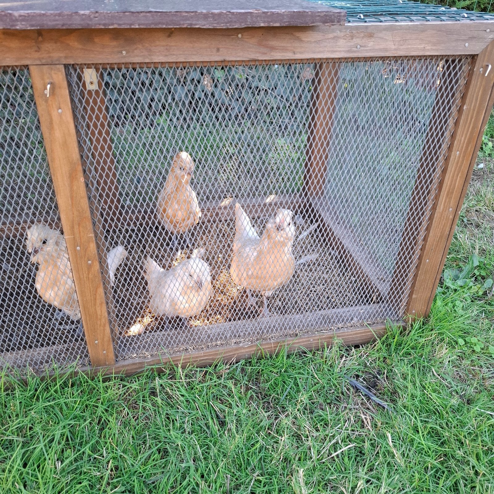 watermaalse baardkrielen, Dieren en Toebehoren, Vrouwelijk, Kip