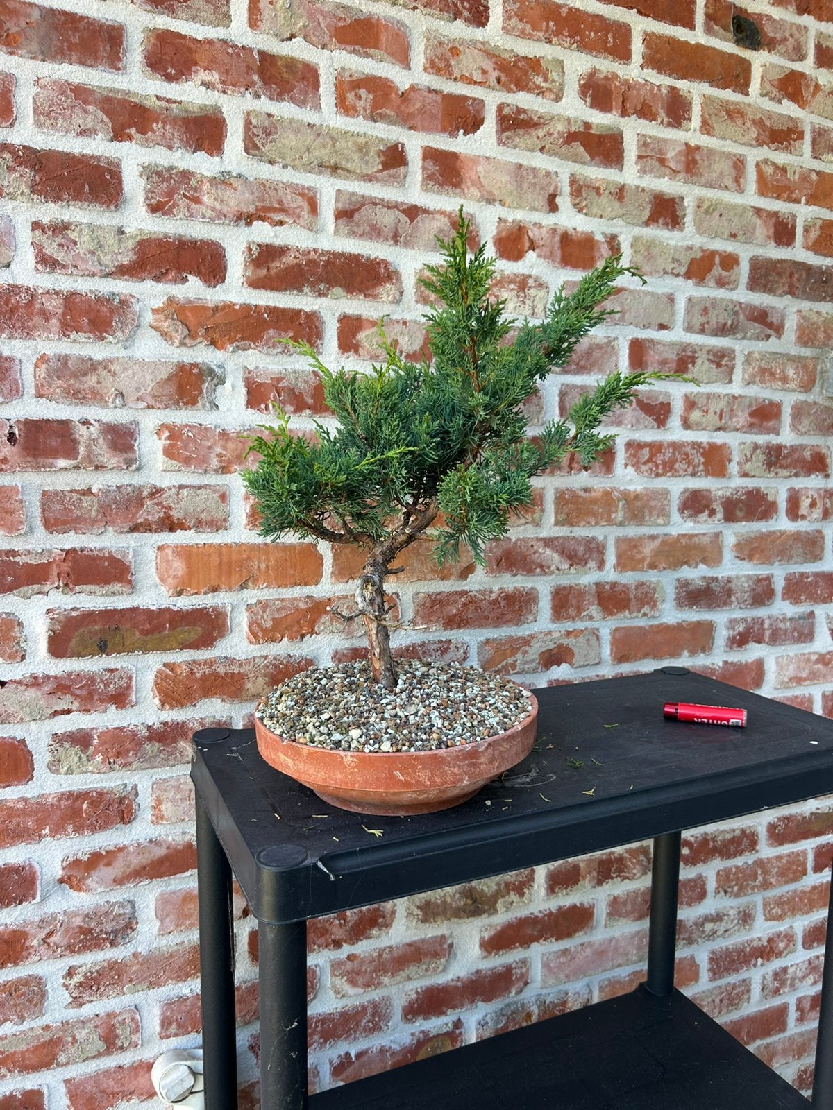Bonsai juniperus media blauw, Enlèvement, Comme neuf