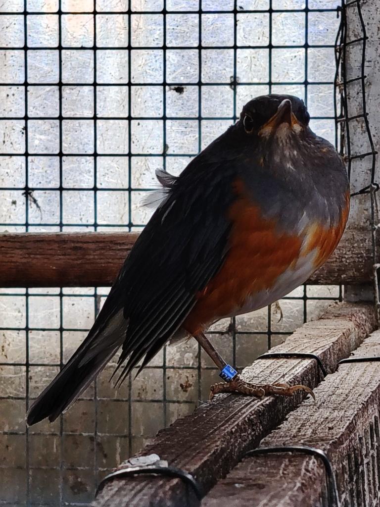 GRIJSKAPLIJSTER MAN GEZOCHT, alles aanbieden..., Dieren en Toebehoren, Mannelijk, Tropenvogel, Geringd