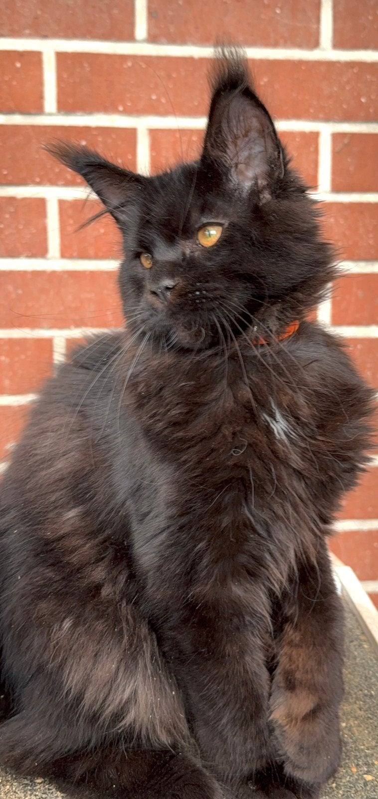 Prachtige Maine Coon kittens met stamboom van geteste ouders, Dieren en Toebehoren, Kater, Met stamboom, 0 tot 2 jaar