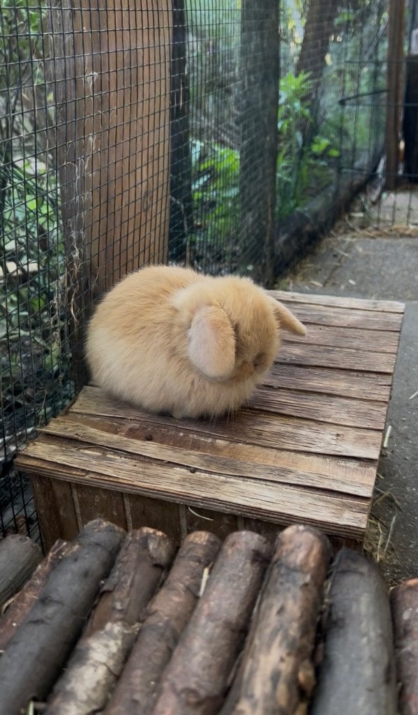 Super knap minilop konijntje (rammetje), Mâle, Petit, Oreilles tombantes, 0 à 2 ans